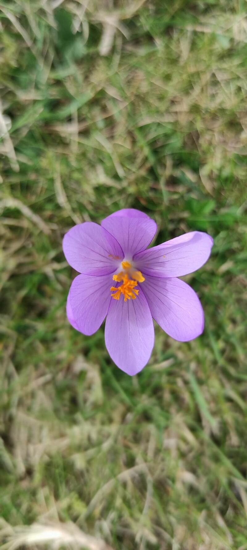 Colchicum alpinum x Colchicum autumnale