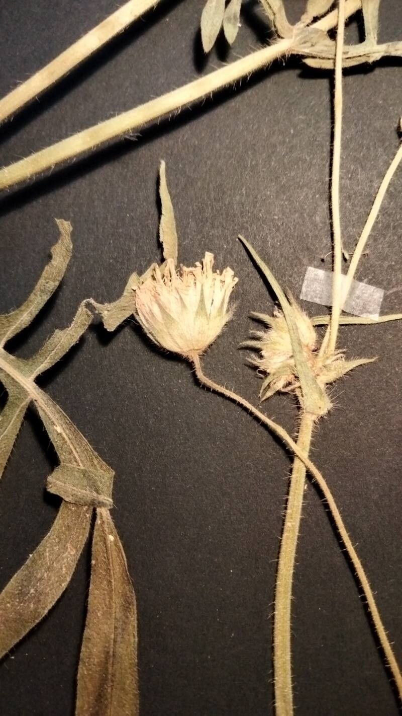 Knautia degenii flower