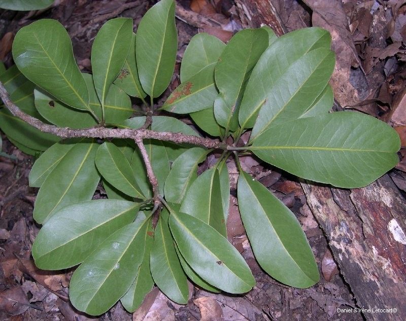 Planchonella cauliflora — related species from the same genus