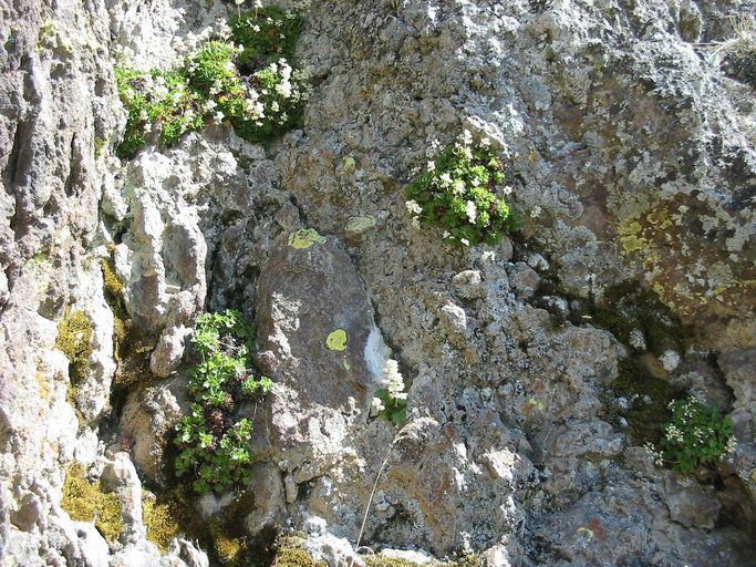 Heuchera merriamii bark