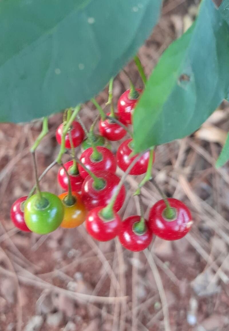 Solanum seaforthianum fruit