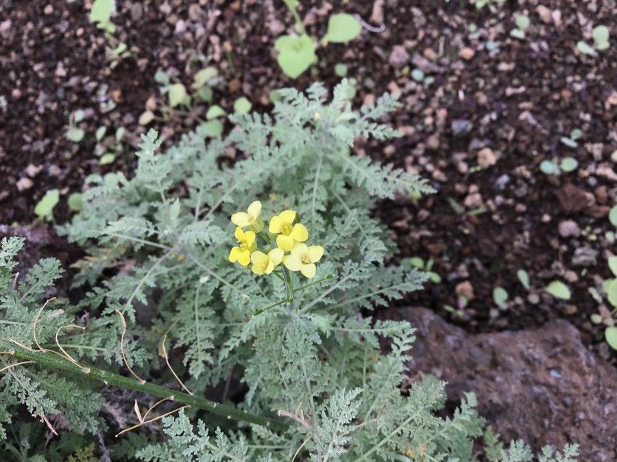 Descurainia millefolia leaf