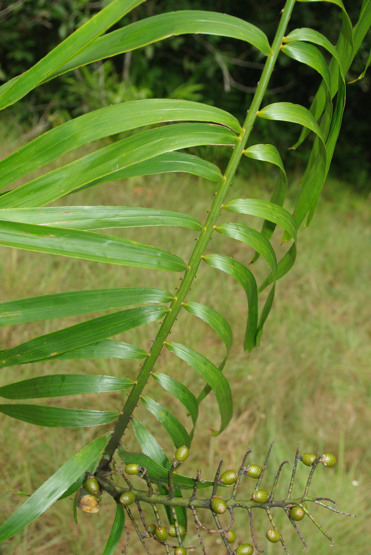 Eremospatha cuspidata — related species from the same genus