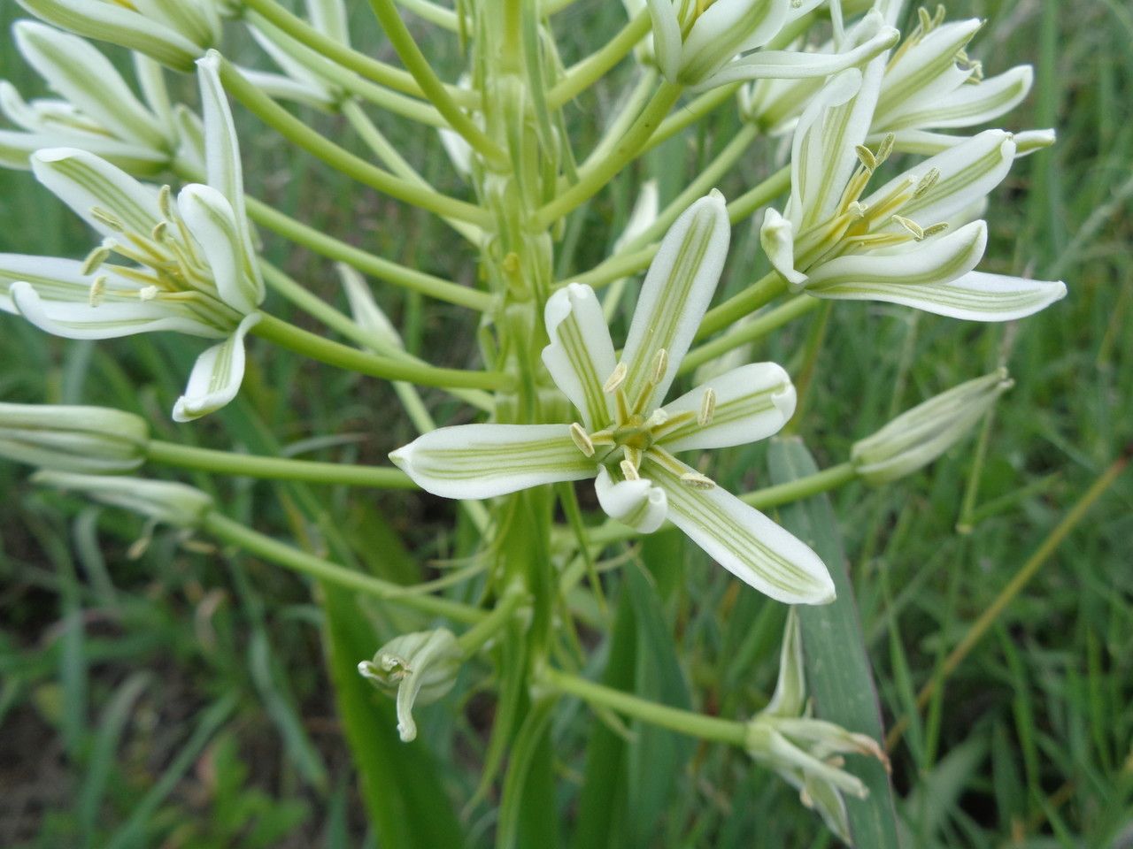 Albuca donaldsonii habit