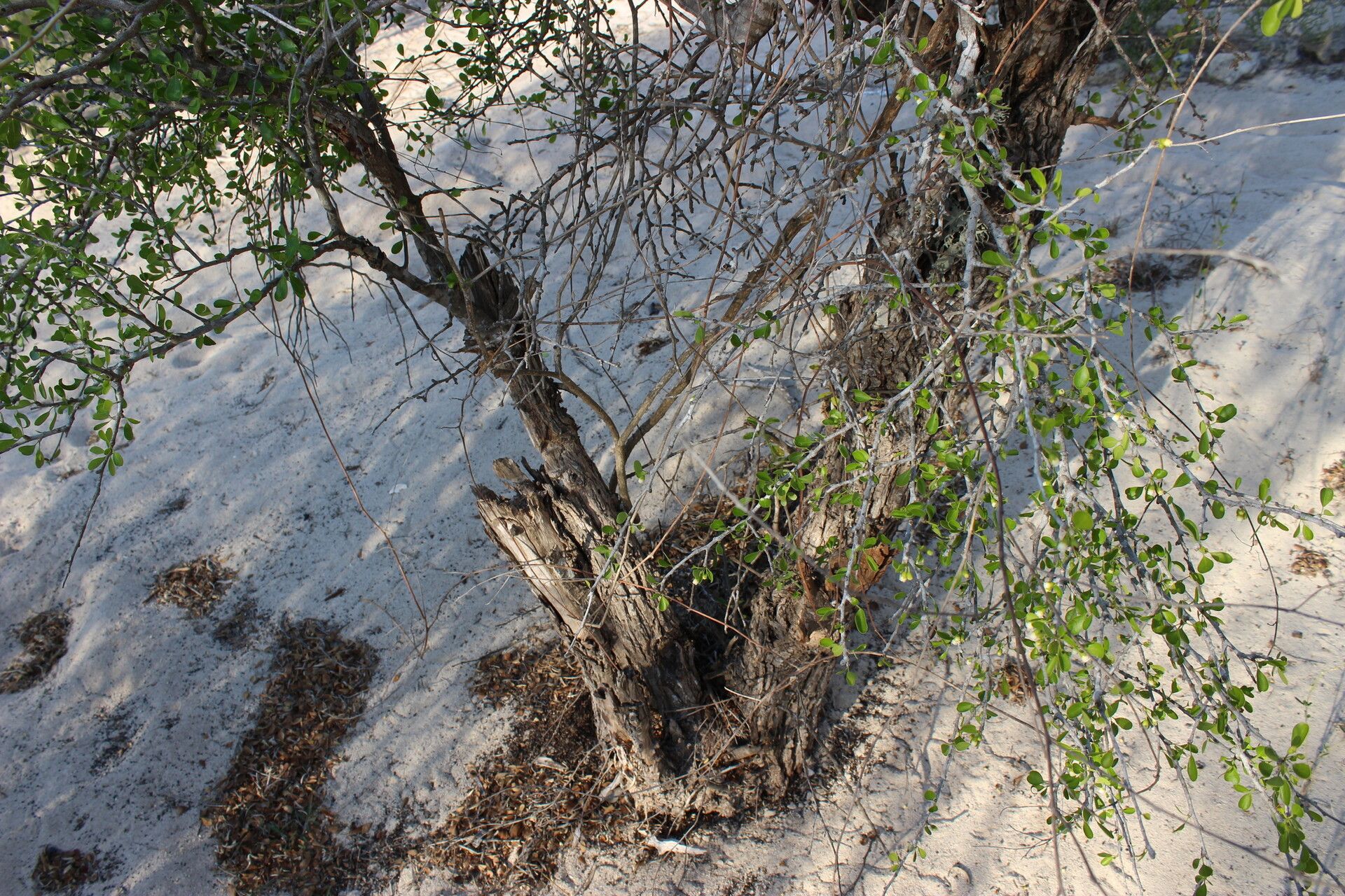 Bourreria leslieae habit