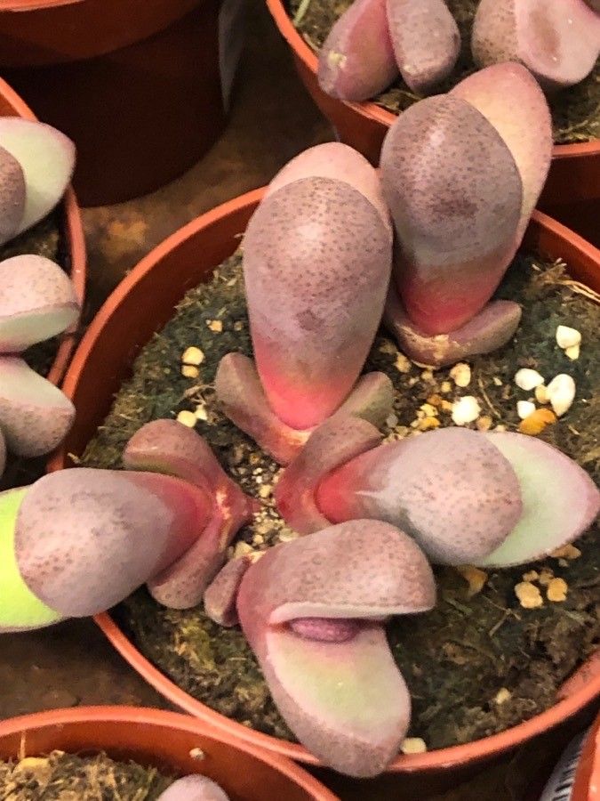 Pleiospilos nelii leaf