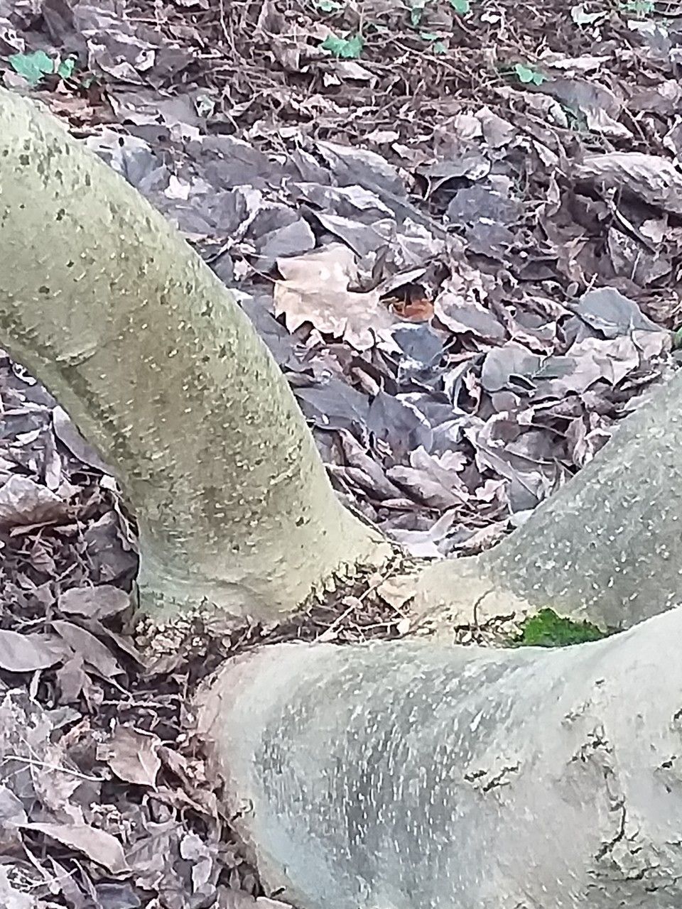 Magnolia × veitchii bark