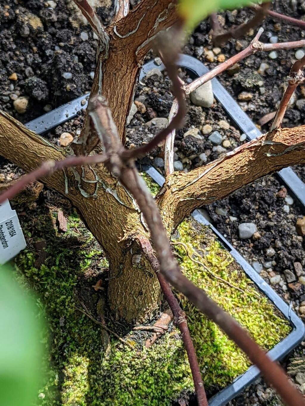 Rhododendron loranthiflorum bark