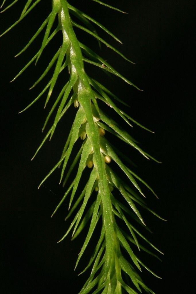 Huperzia ignambiensis — search result for 'Huperzia'