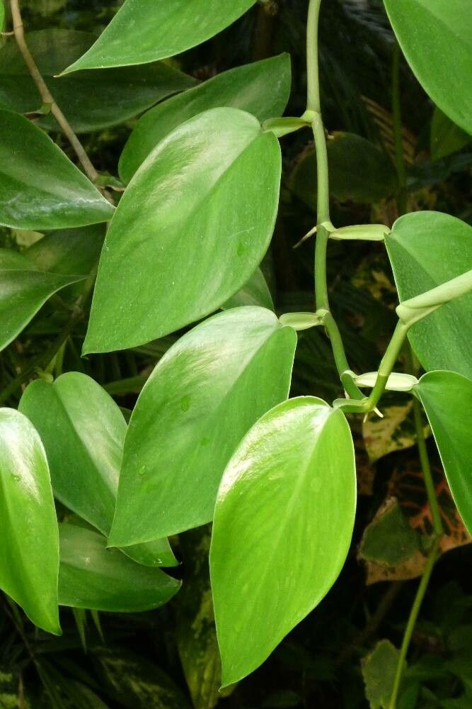 Monstera pittieri leaf