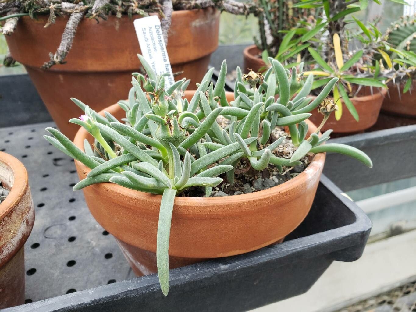 Delosperma harazianum habit