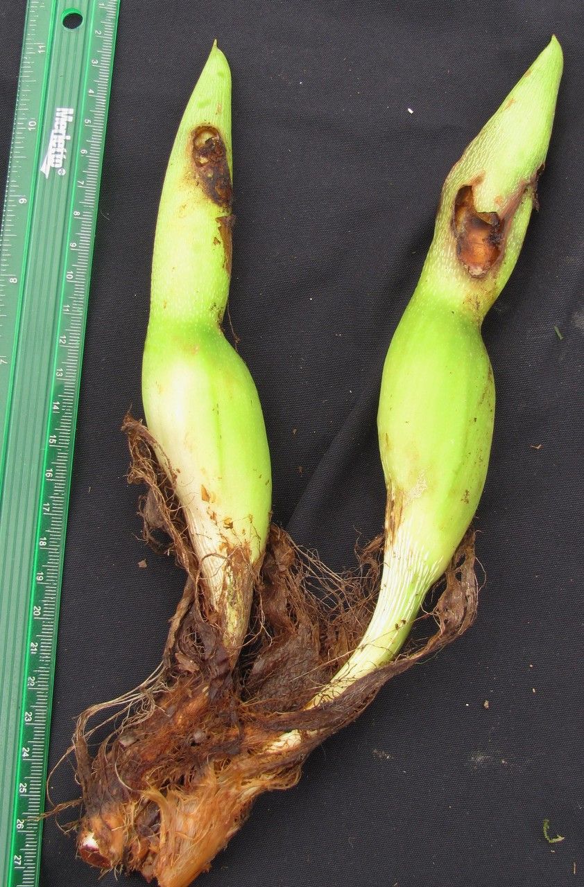 Philodendron thalassicum — houseplant care guide