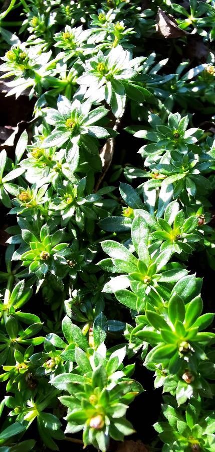 Galium pusillum — houseplant care guide