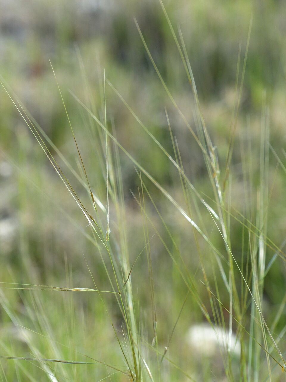 Stipa juncea other