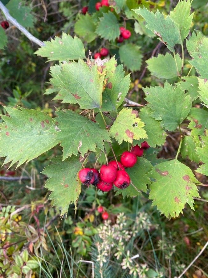 Crataegus canadensis fruit