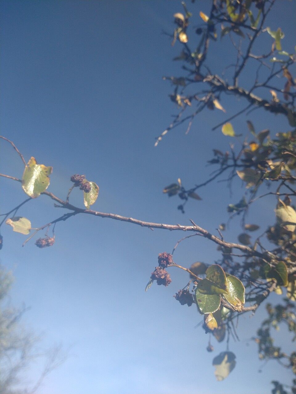 Vallea stipularis fruit