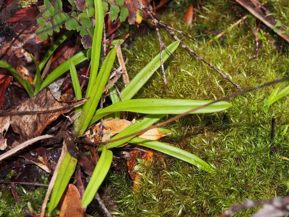 Liparis sula habit