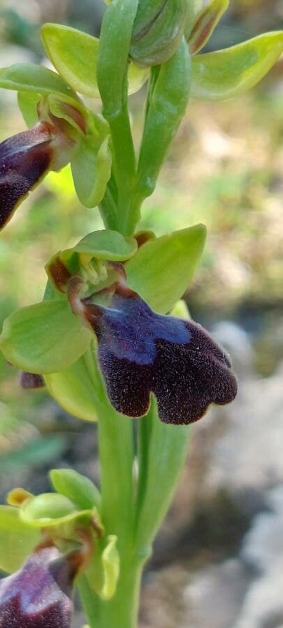 Ophrys eleonorae flower