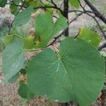 Cercis occidentalis