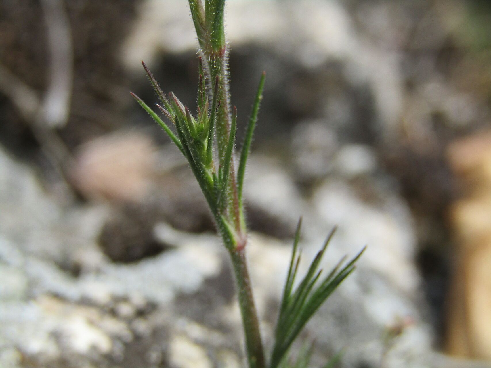 Minuartia glomerata leaf