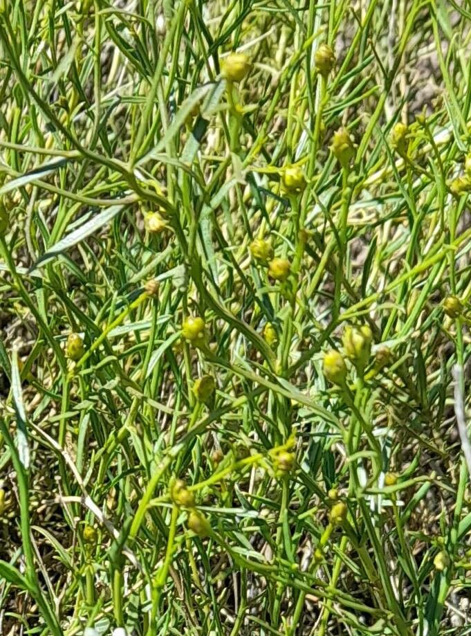 Gutierrezia gilliesii — related species from the same genus