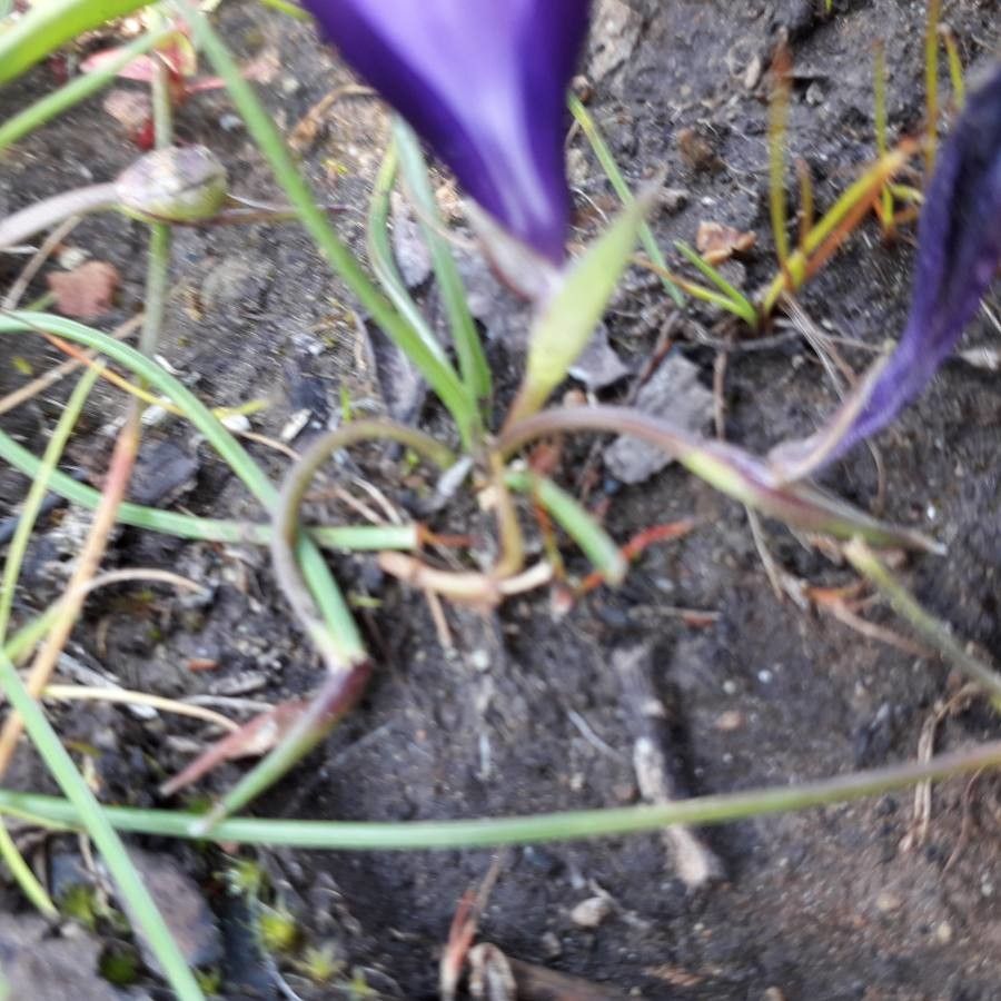 Romulea requienii leaf