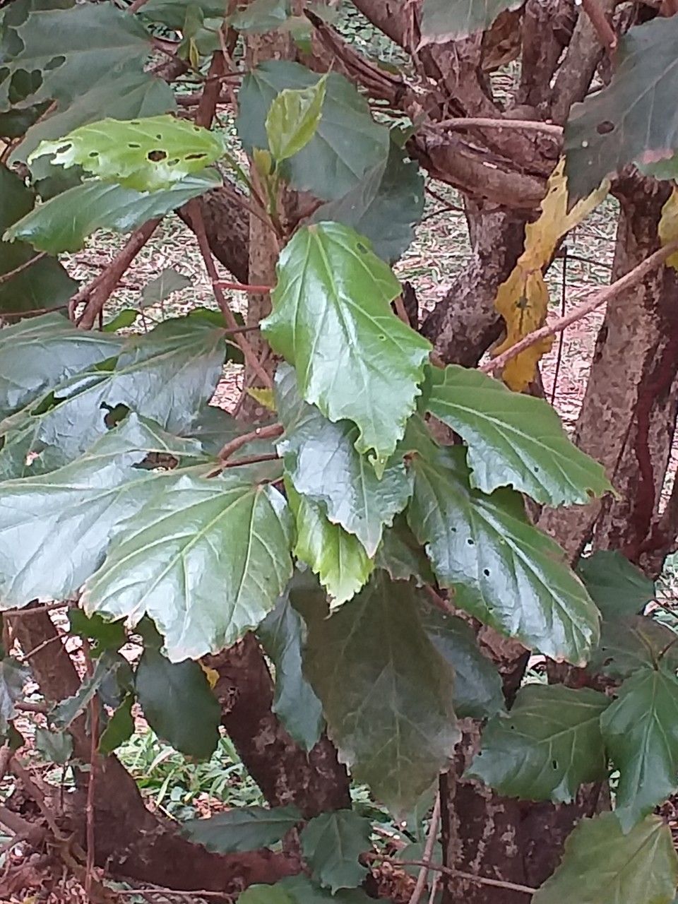 Hibiscus schizopetalus leaf
