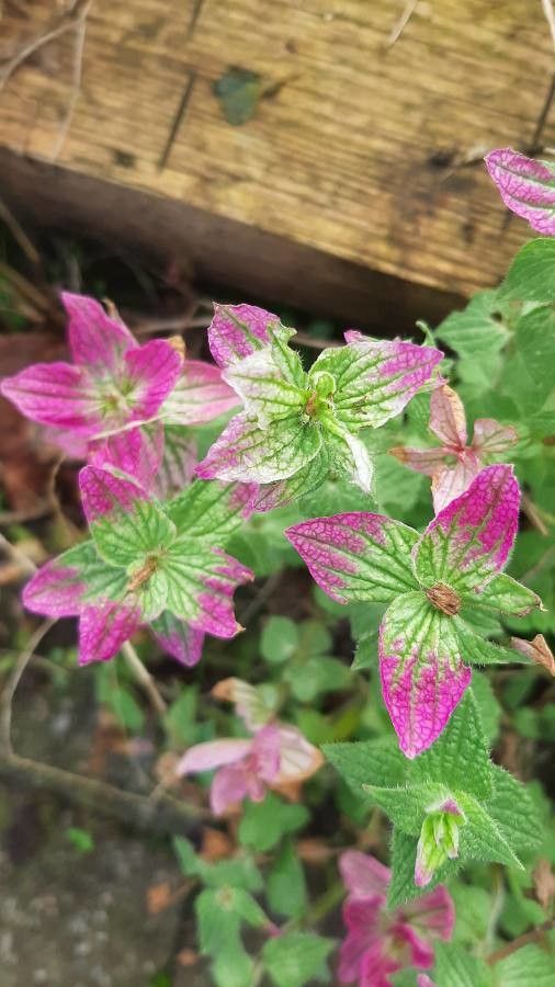 Salvia viridis — search result for 'Iran'