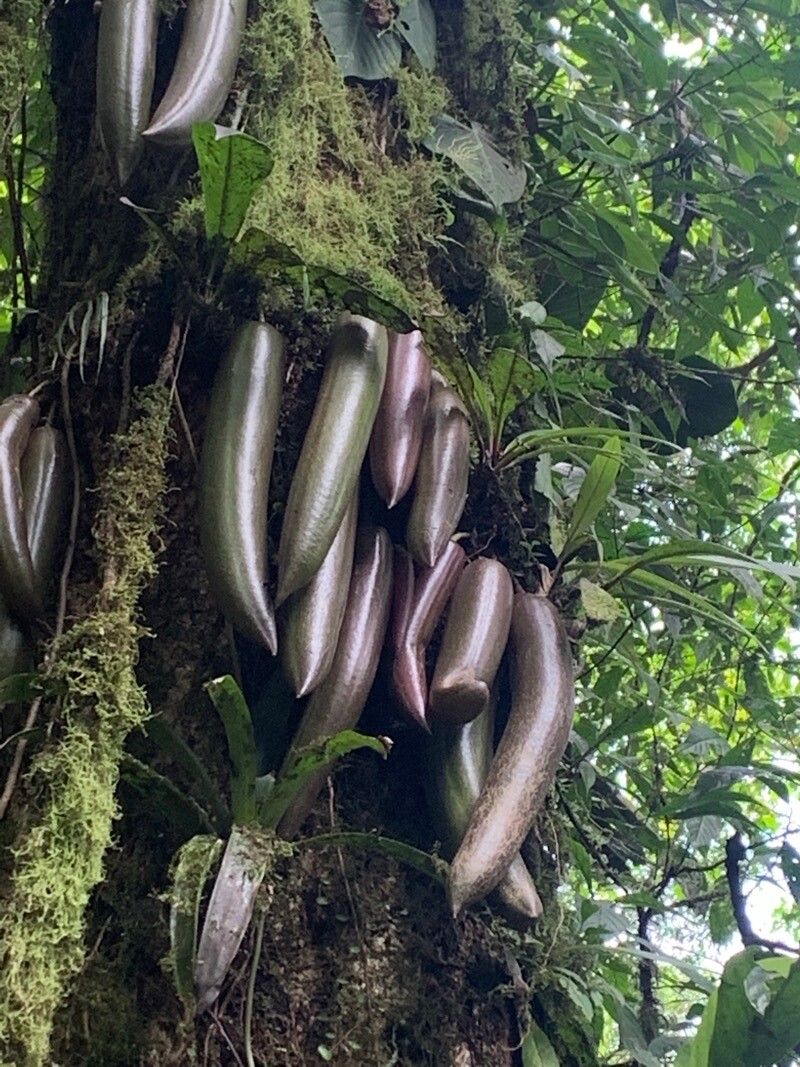 Parmentiera valerii fruit