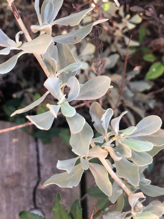 Halimium halimifolium — related species from the same genus