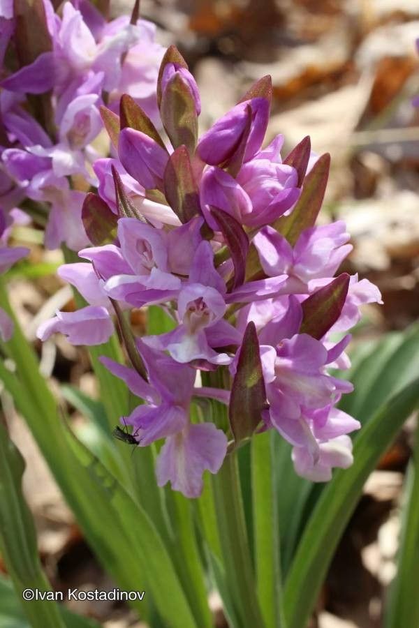 Dactylorhiza romana flower