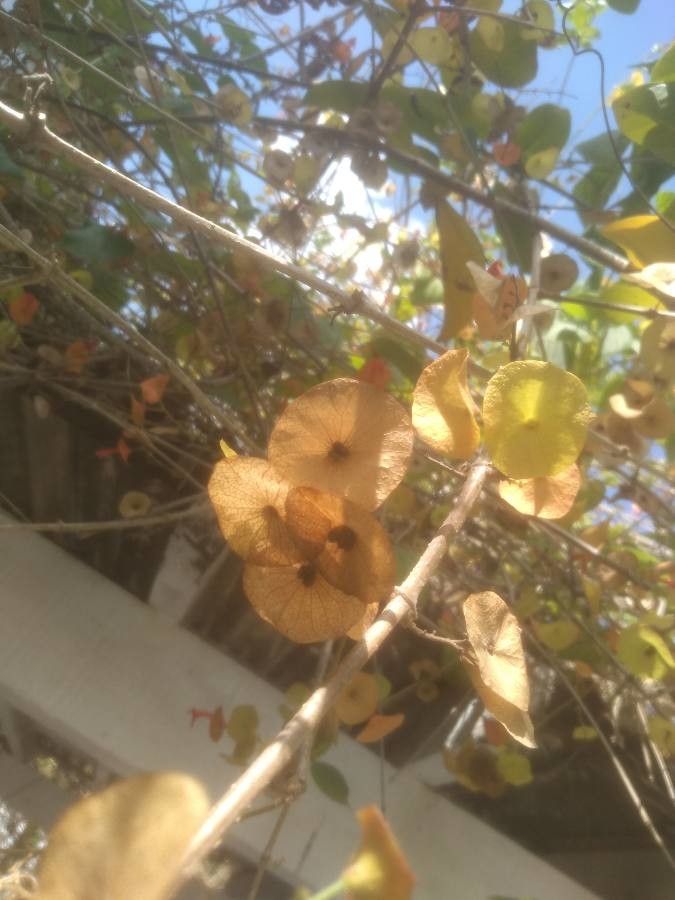 Holmskioldia sanguinea fruit