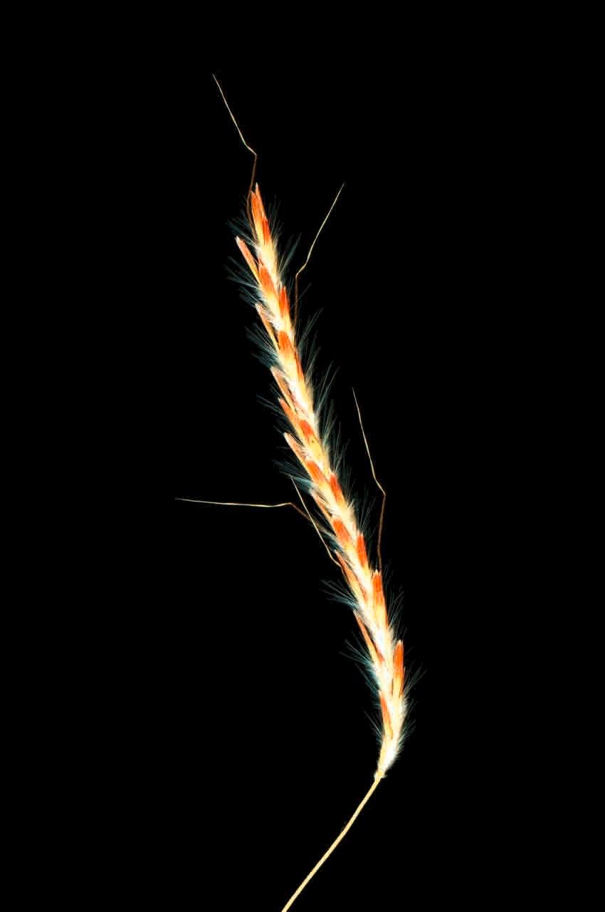 Dichanthium foveolatum flower