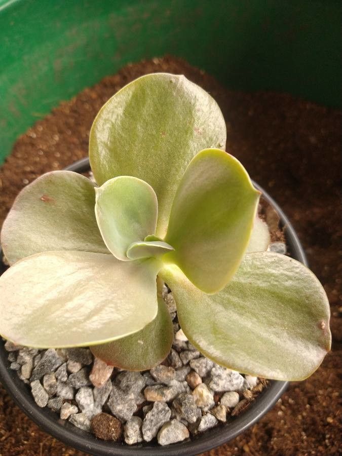 Echeveria gigantea fruit
