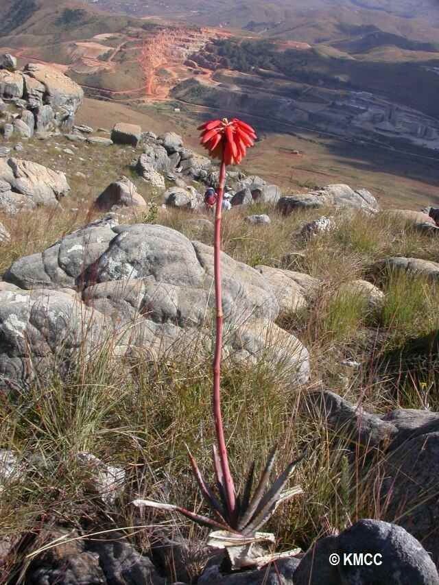 Aloe trachyticola — houseplant care guide