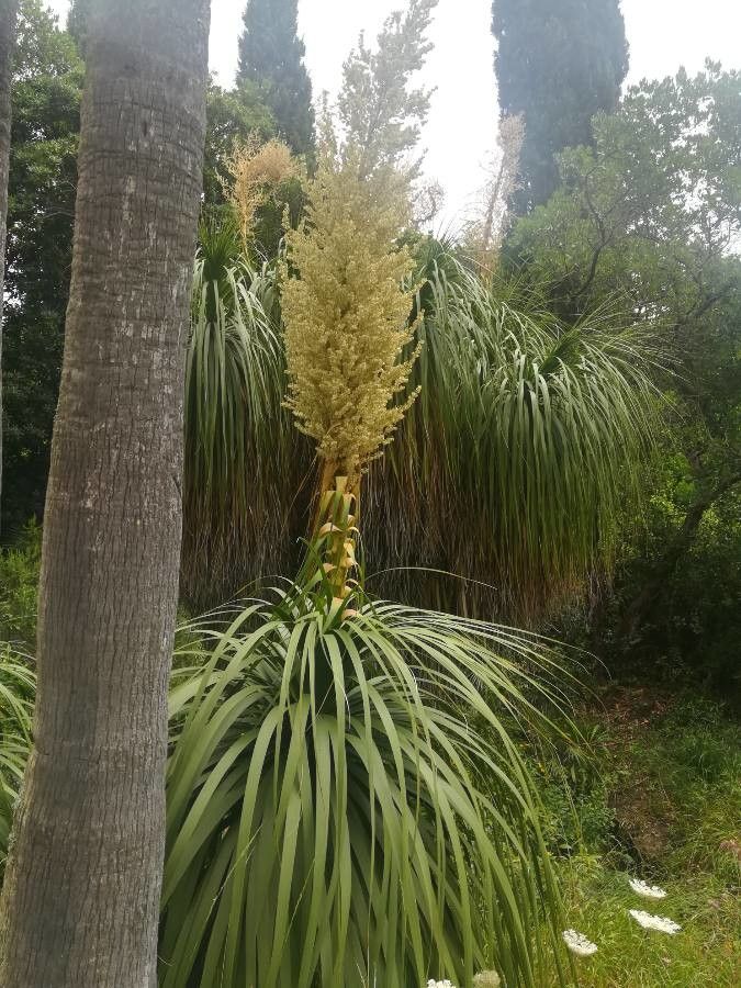 Nolina longifolia flower