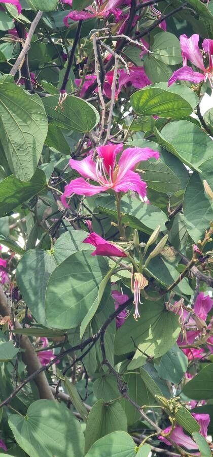 Bauhinia blakeana flower