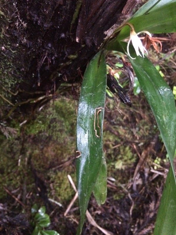 Jumellea triquetra leaf