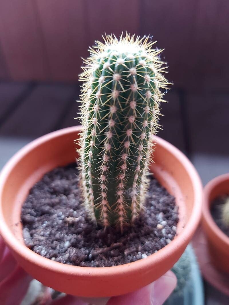 Soehrensia angelesiae — related species from the same genus