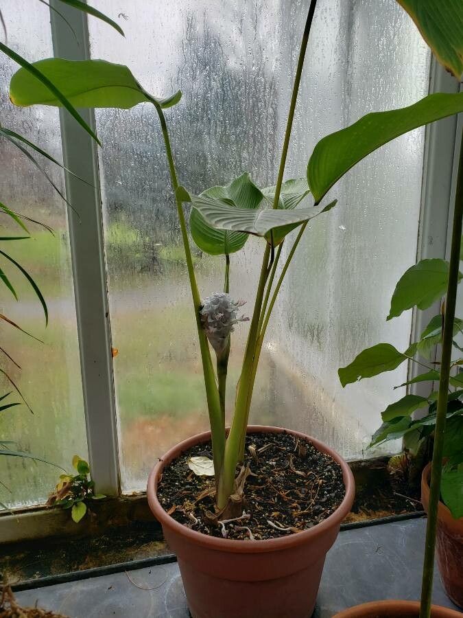 Goeppertia burle-marxii habit