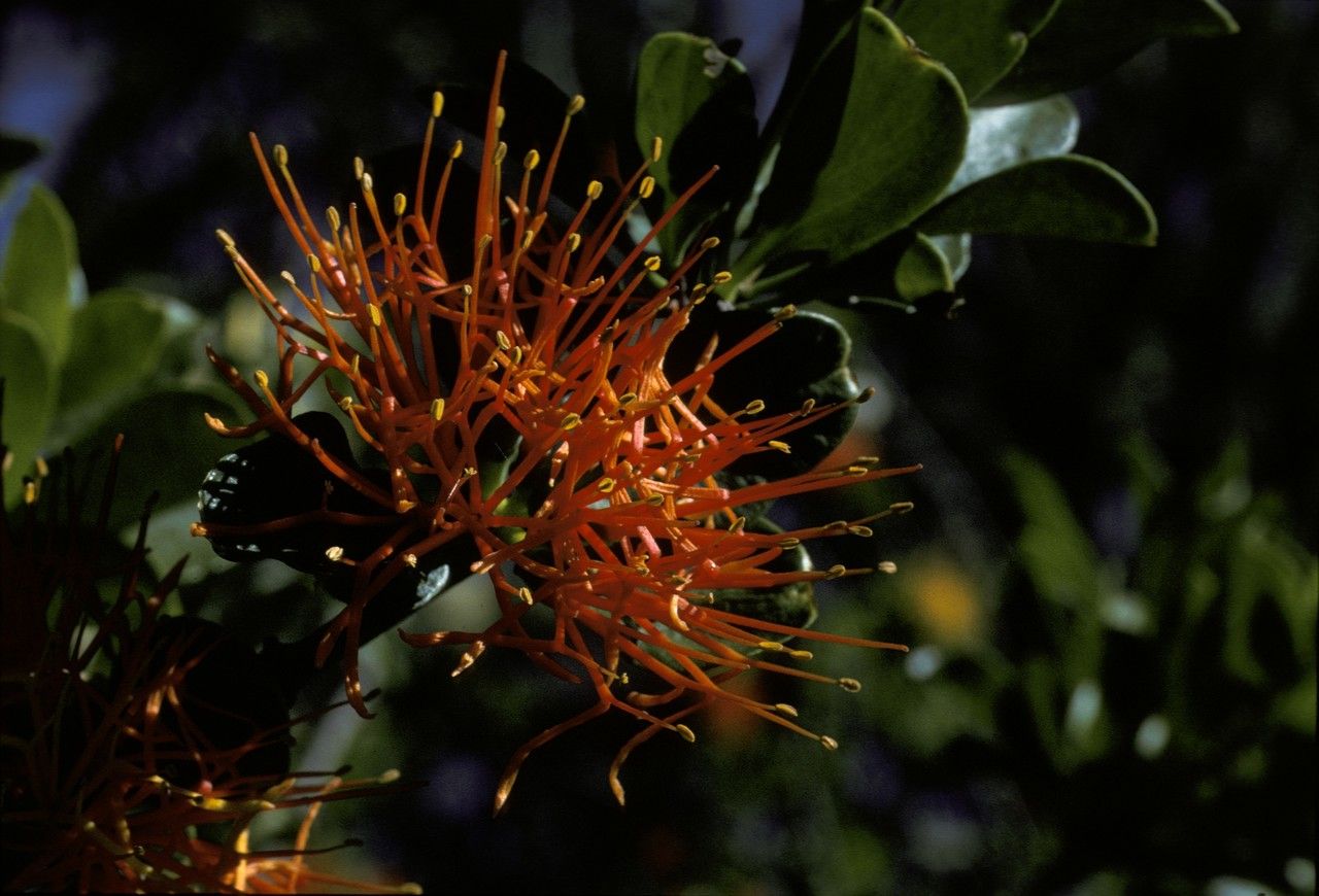 Desmaria mutabilis — houseplant care guide