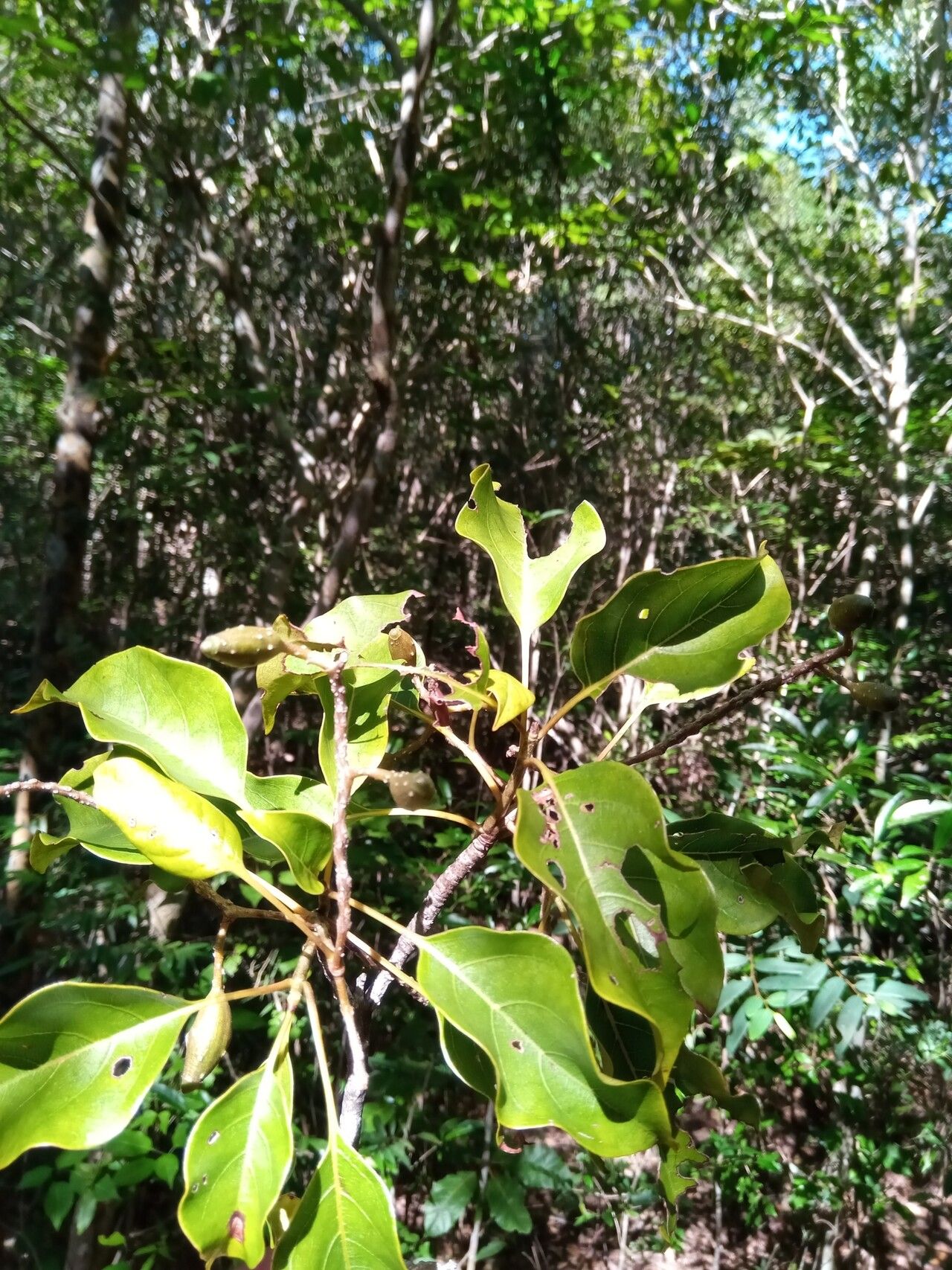 Hymenodictyon glabrum — houseplant care guide