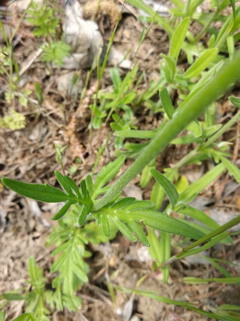 Knautia orientalis leaf