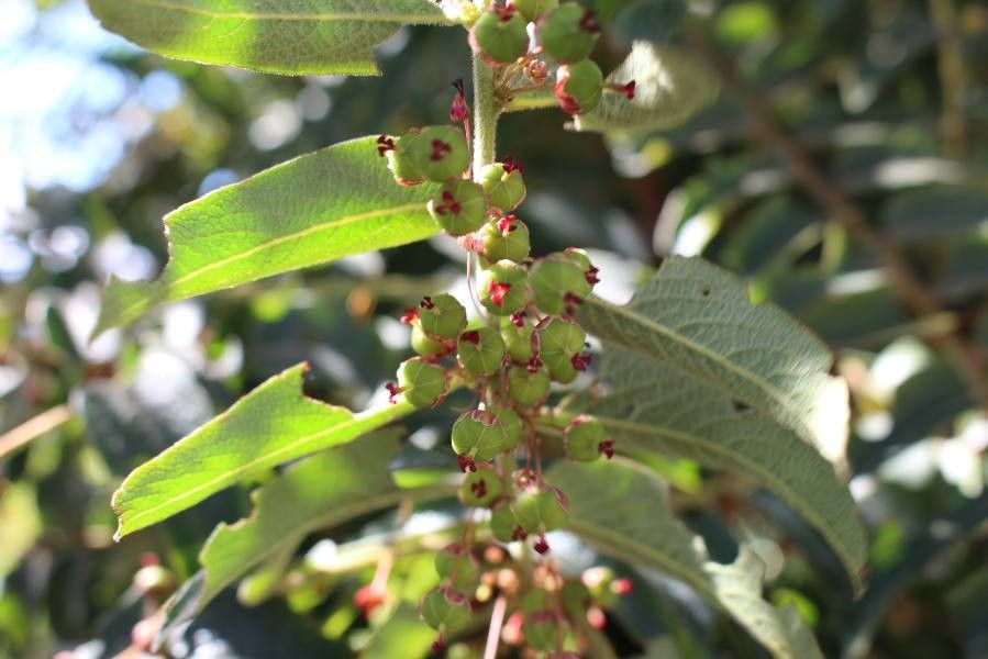 Phyllanthus salviifolius fruit