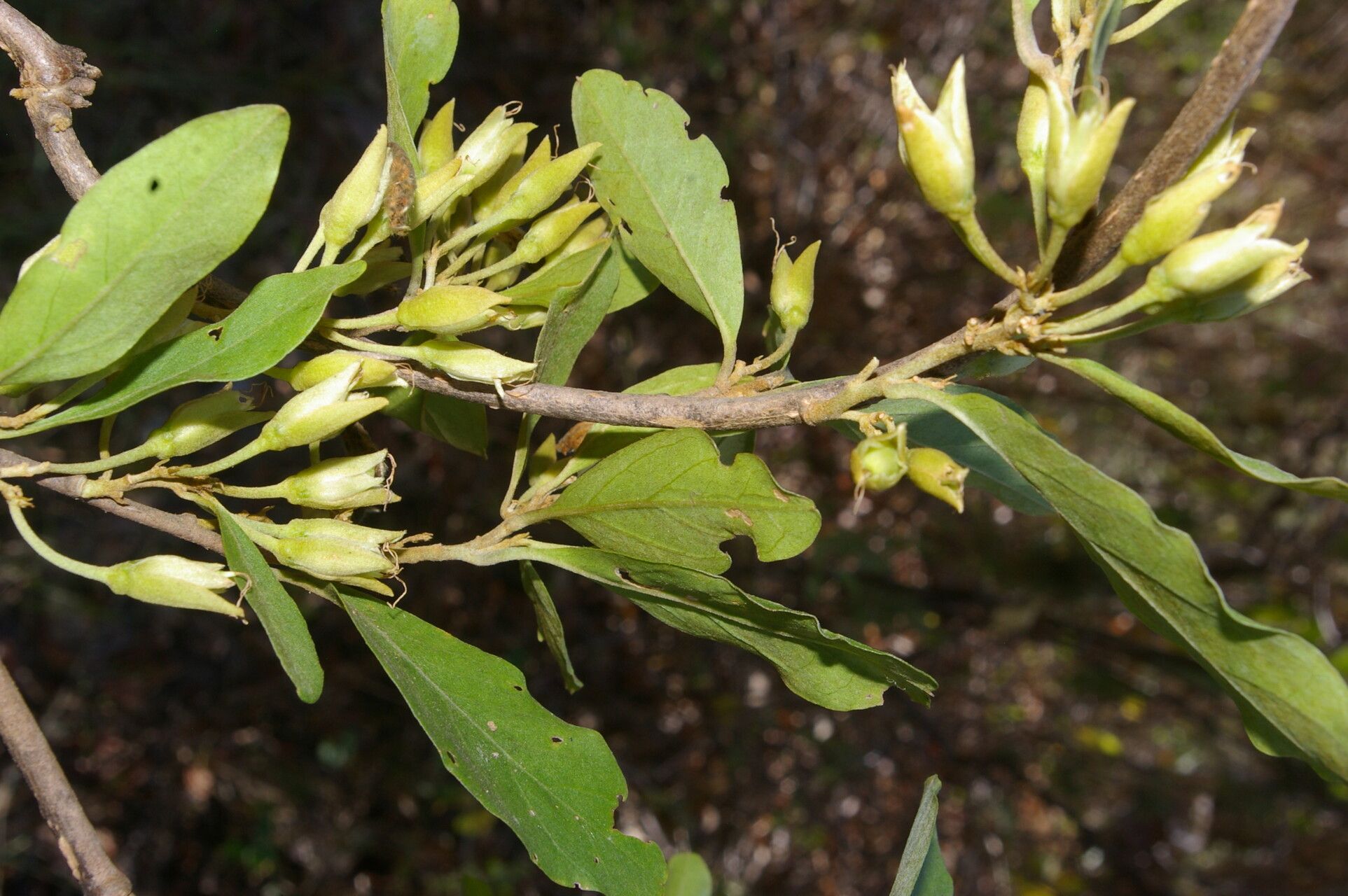 Bonamia mexicana fruit