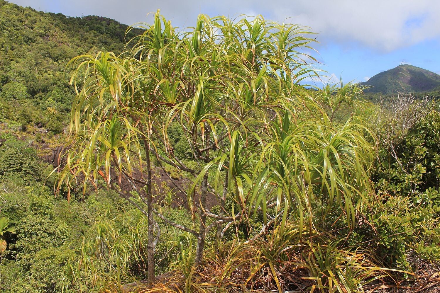 Pandanus multispicatus habit