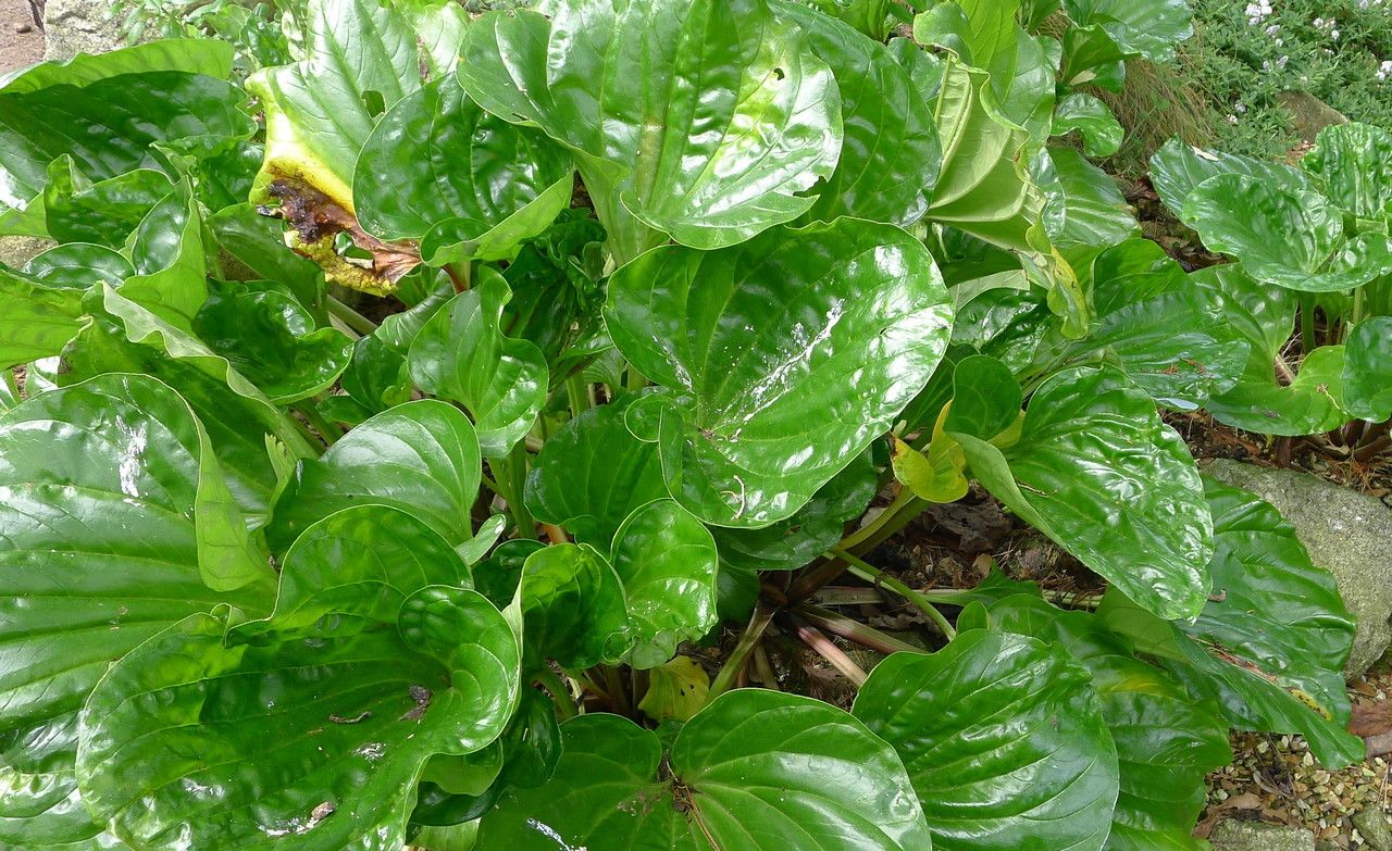 Myosotidium hortensium — search result for 'Boraginaceae'