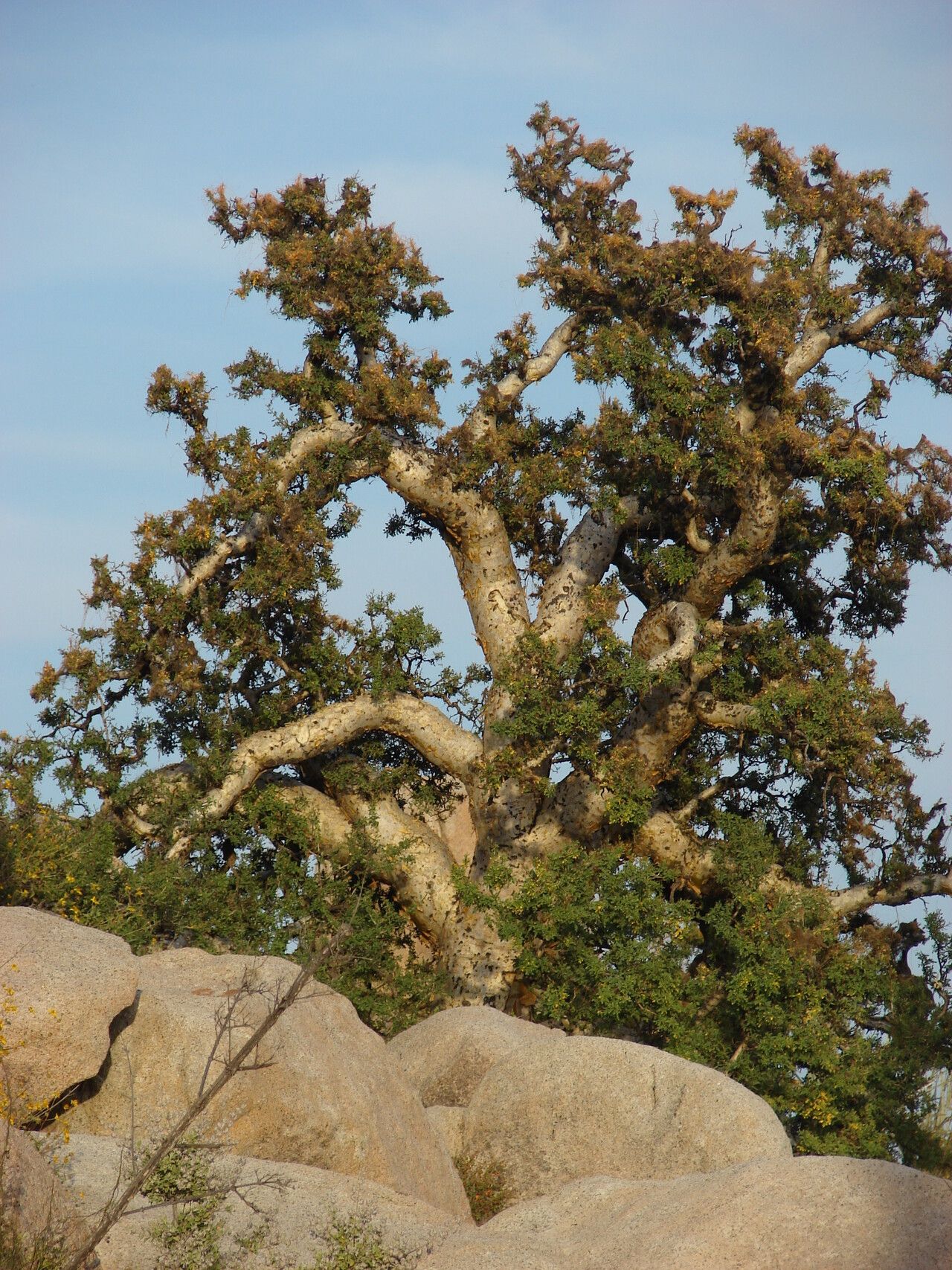 Pachycormus discolor habit