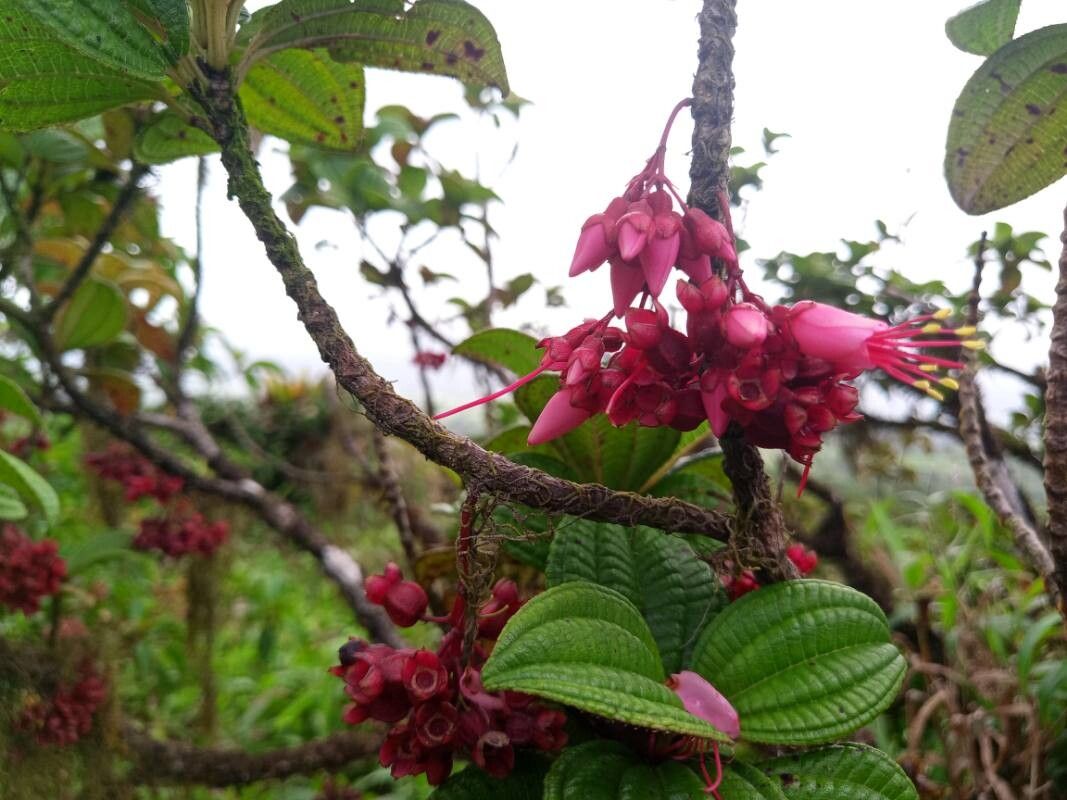 Miconia leblondii flower