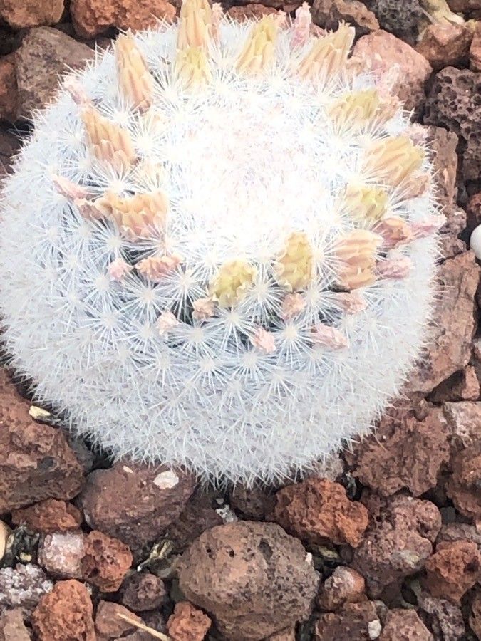 Mammilloydia candida — houseplant care guide